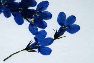 pressed lobelia flowers blue