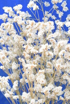 Sea lavender dried flower bunch white limonium 5 stems