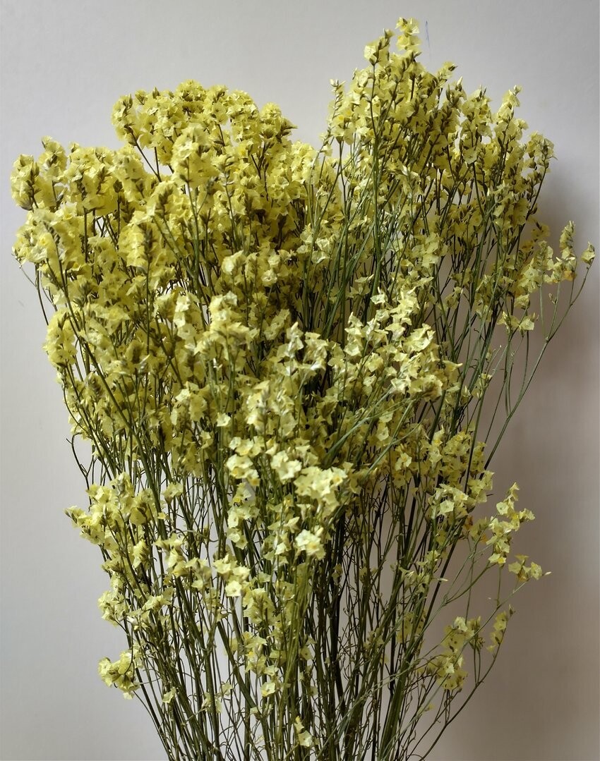 Sea lavender dried flower bunch yellow 5 stems