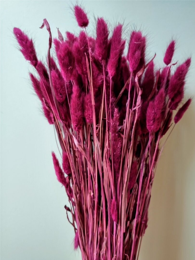 Lagurus ovatus dried grass burgundy 80 stems