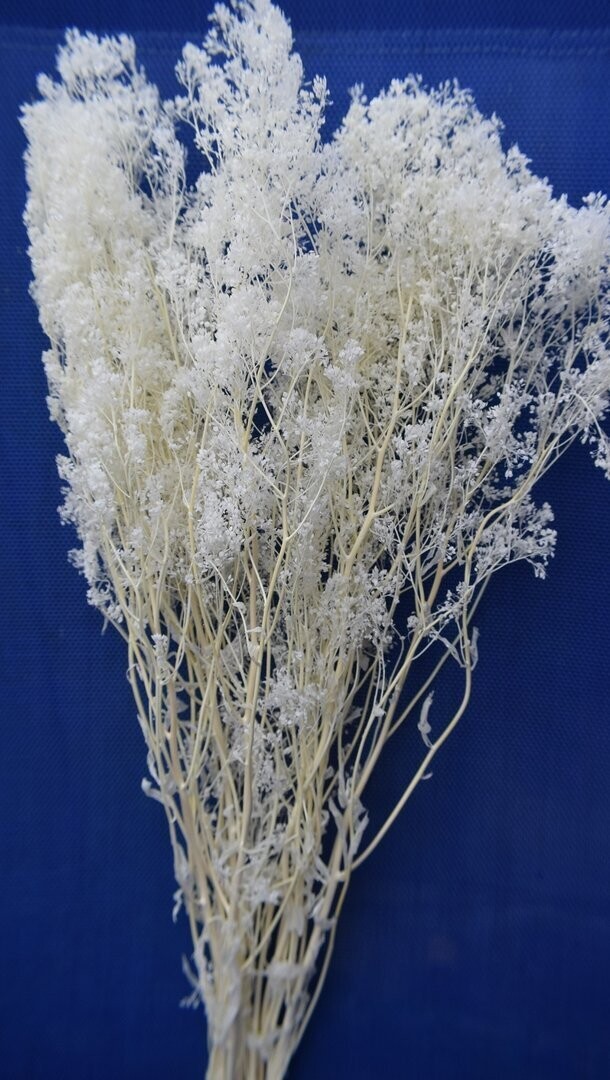 Ivory lace dried flower bunch