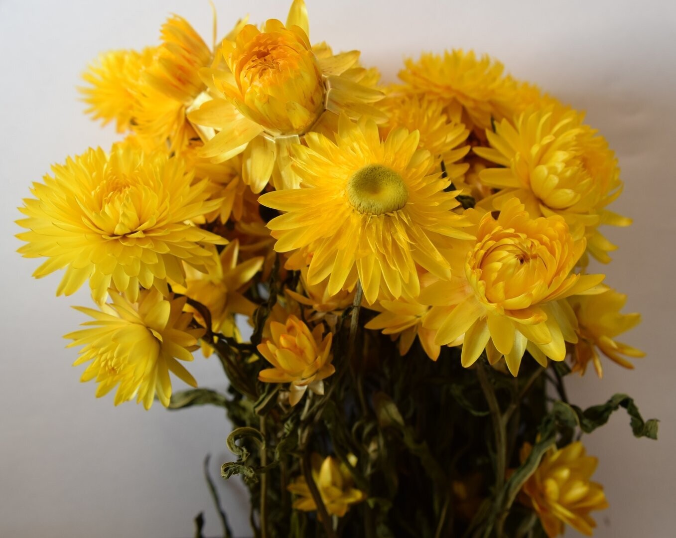 Helichrysum dried flower bunch yellow UK Strawflower