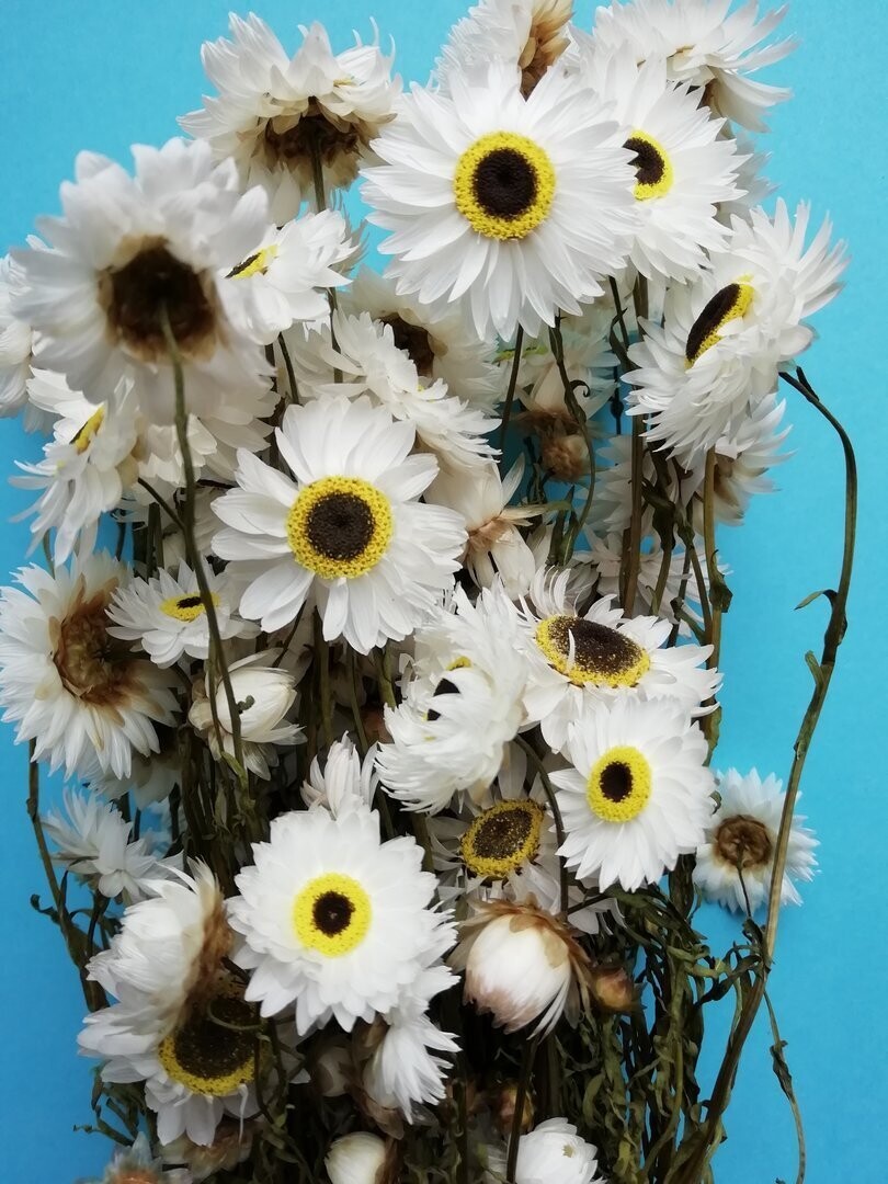 Dried white Acroclinium daisies 10 pack