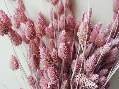 Pastel phalaris bunch dried grasses - canary grass pink