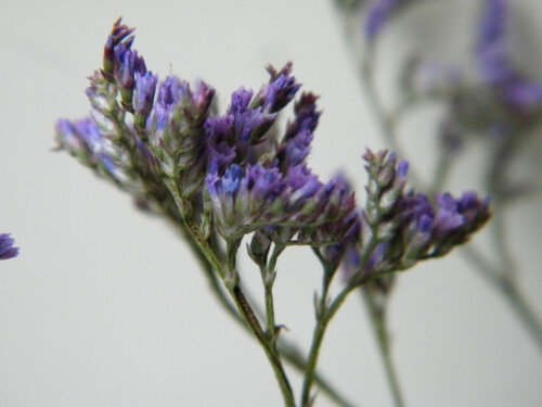 Sea lavender dried flower bunch purple limonium 5 stems