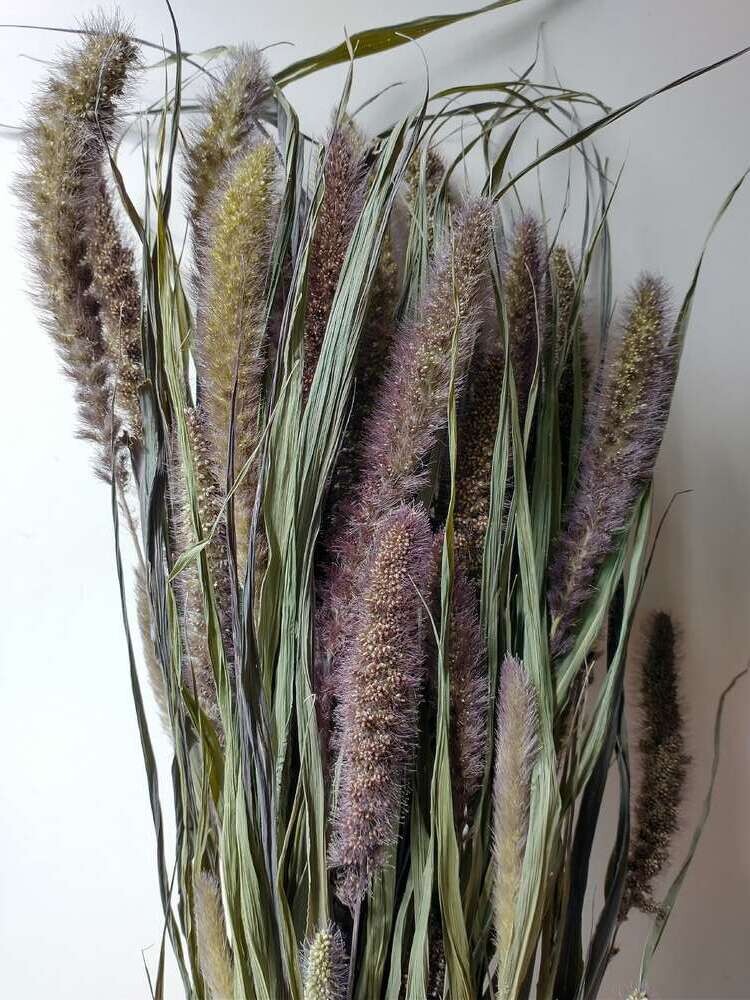 Setaria dried grass bunch dark UK