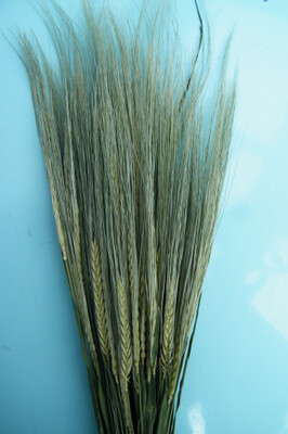dried barley bunch uk