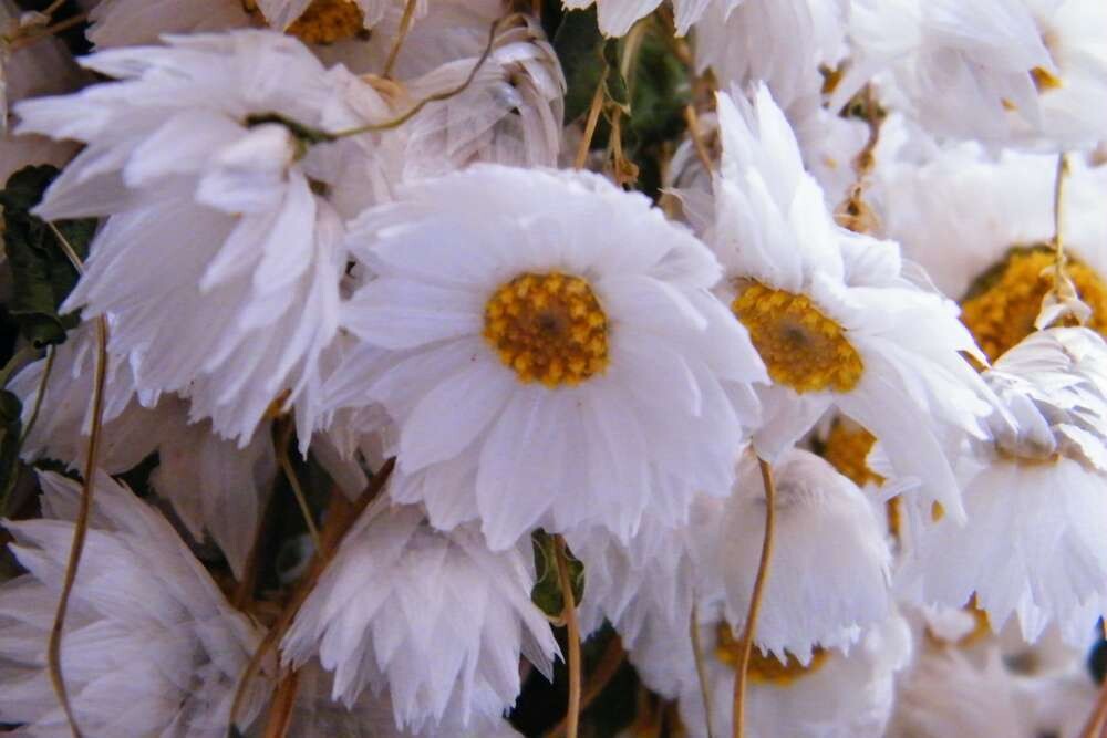 white rhodanth dried flowers