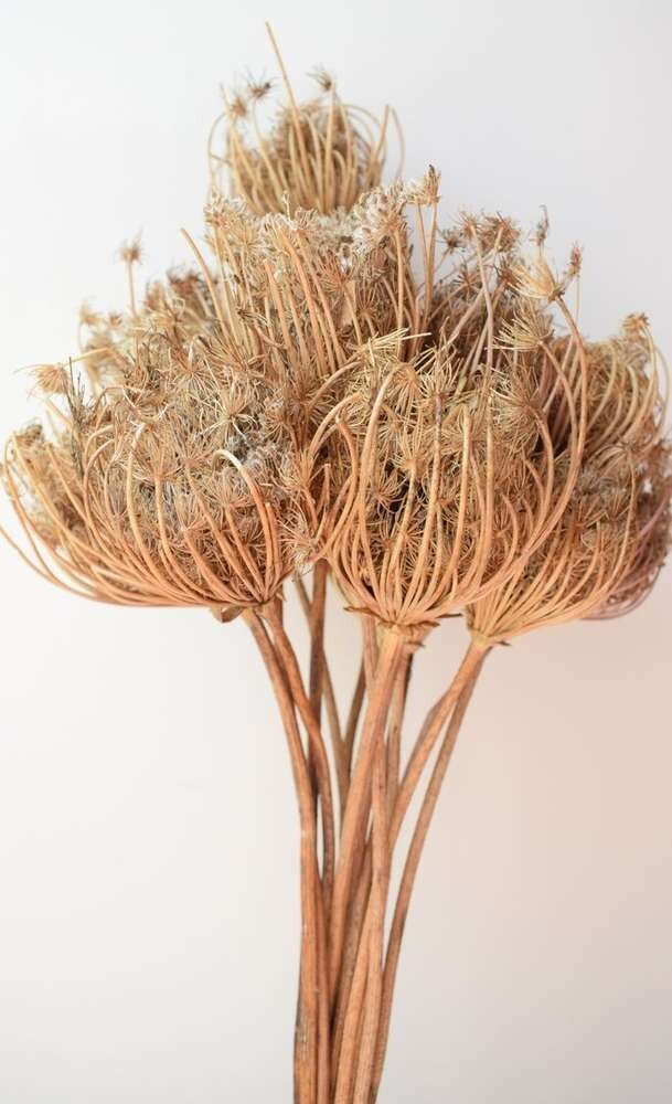 Dried Ammi carrot seed heads bunch natural Sale
