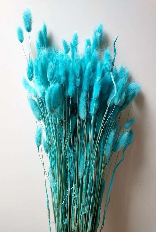 Lagurus dried bunny tails grass bunch turquoise Sale Lagurus Grass Bunch Turquoise