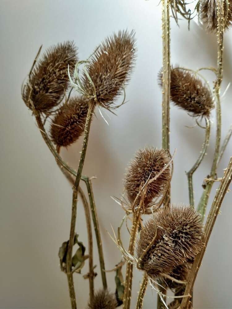 Dried Teasels bunch natural Seconds UK