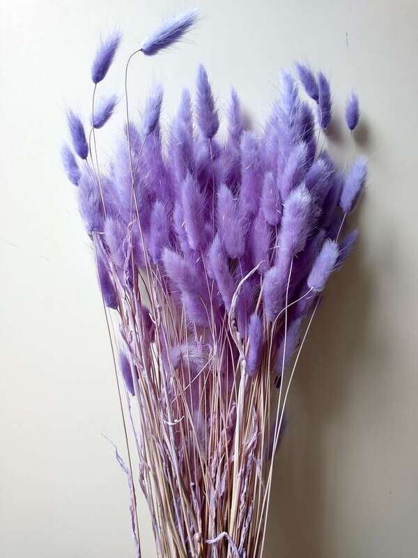 Lagurus dried grass bunch lavender colour 80 stems Sale Lagurus Dried Grass Lavender