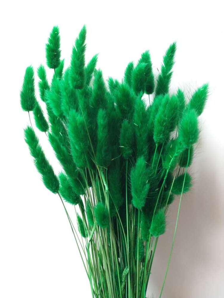 Lagurus Dried Grass Green