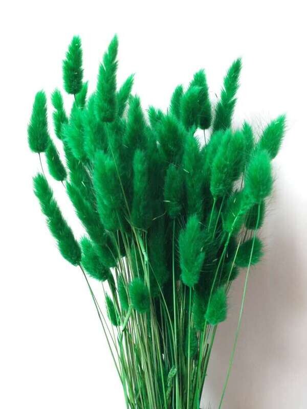 Lagurus dried grass bunch dark green 80 stems Sale Lagurus Dried Grass Green