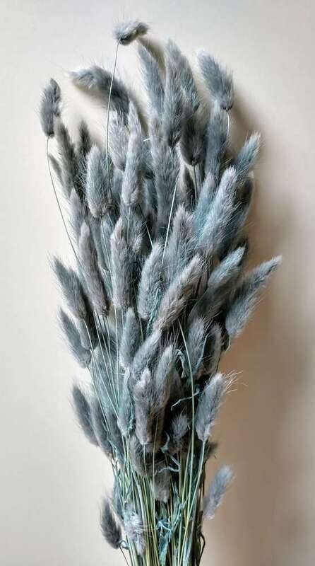 Lagurus dried grass bunch grey 80 stems Sale Lagurus Dried Grass Grey