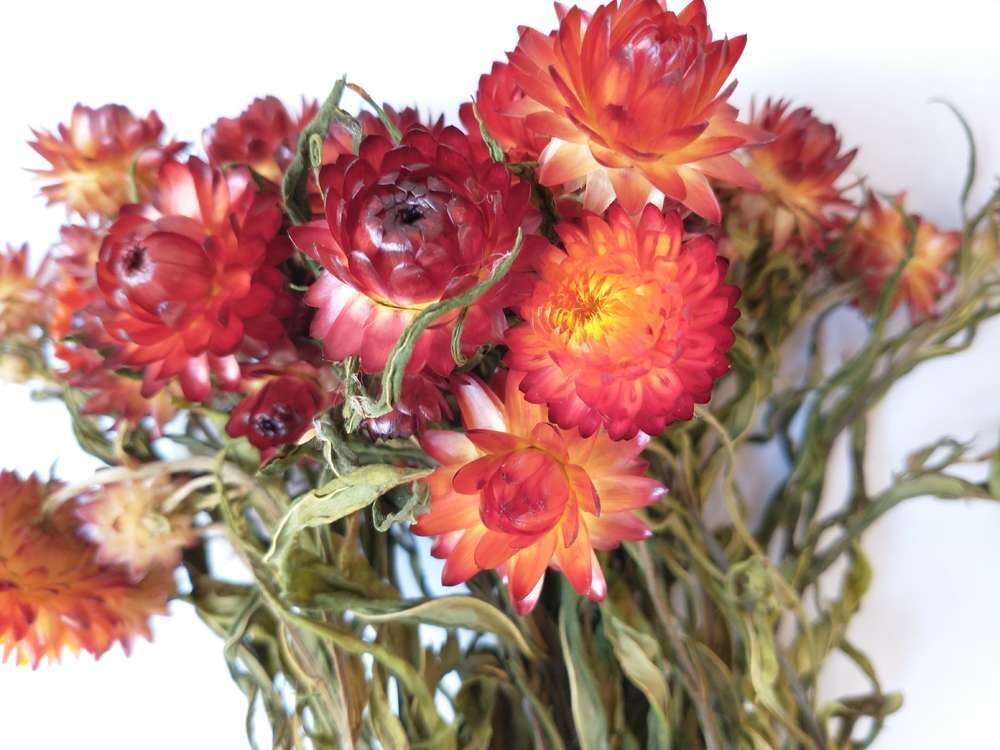 Helichrysum strawflower bunch red UK dried flowers