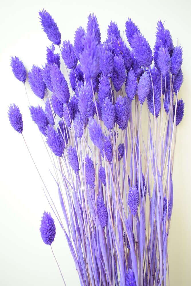 Dyed phalaris bunch dried purple grass Offer