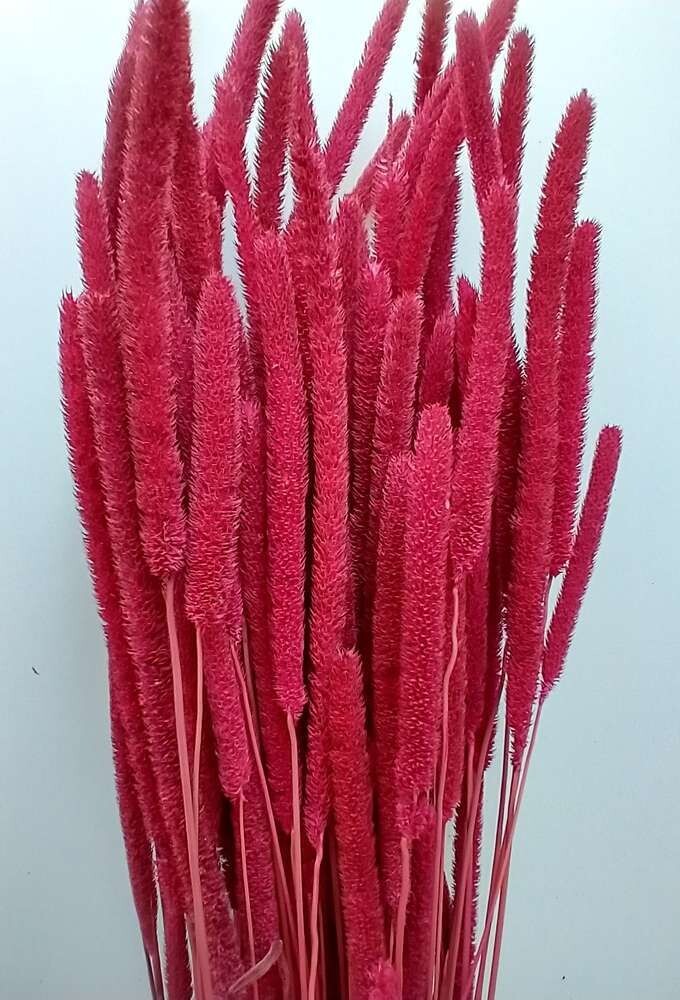 Phleum dried timothy grass bunch cerise