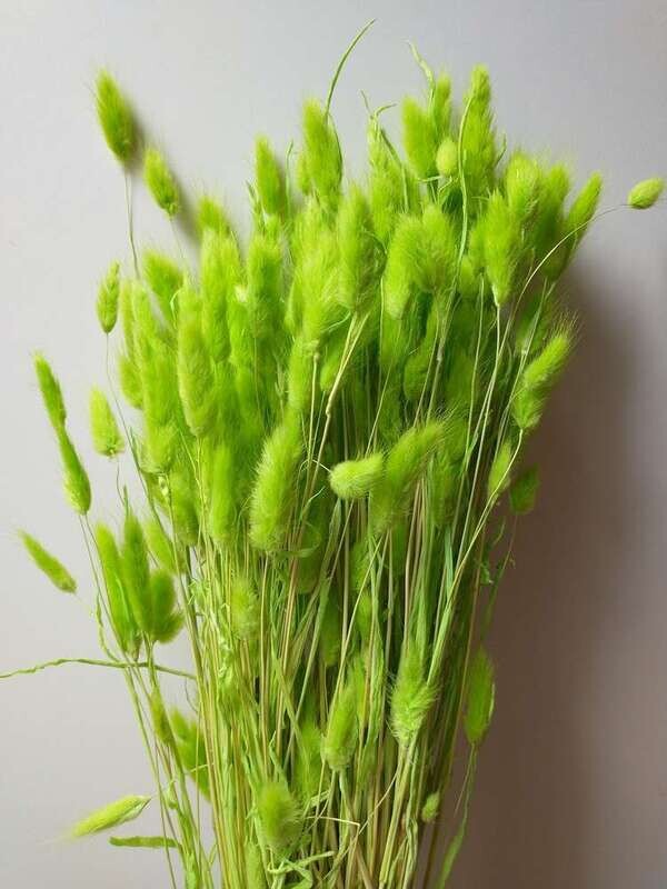 Lagurus ovatus dried grass bunch lime green 80 stems Lagurus Dried Grass Green