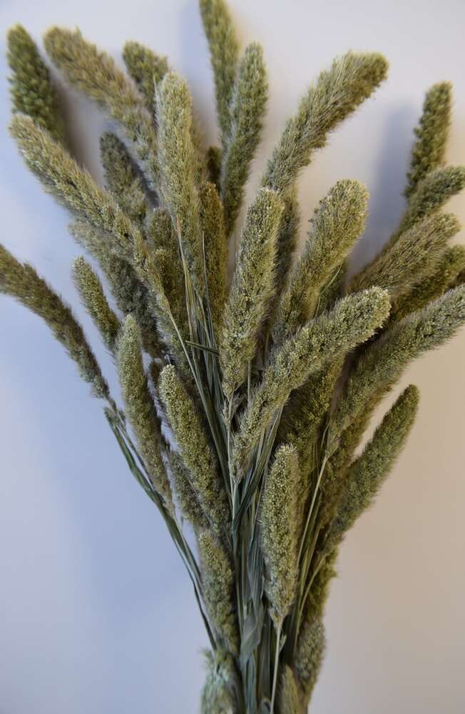 Setaria dried grass bunch natural green