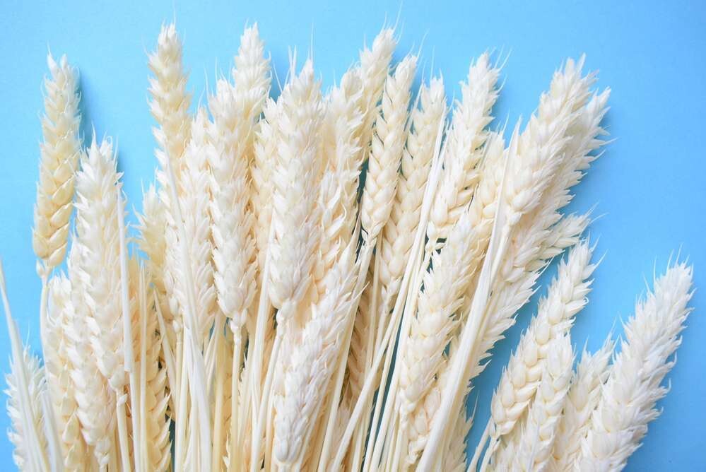 Ivory wheat bunch - bleached dried grass