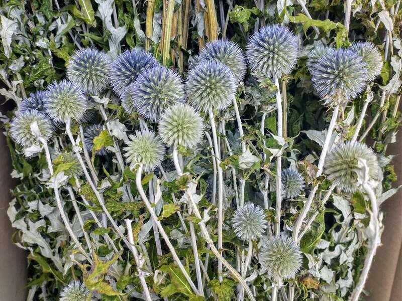dried echinops wholesale