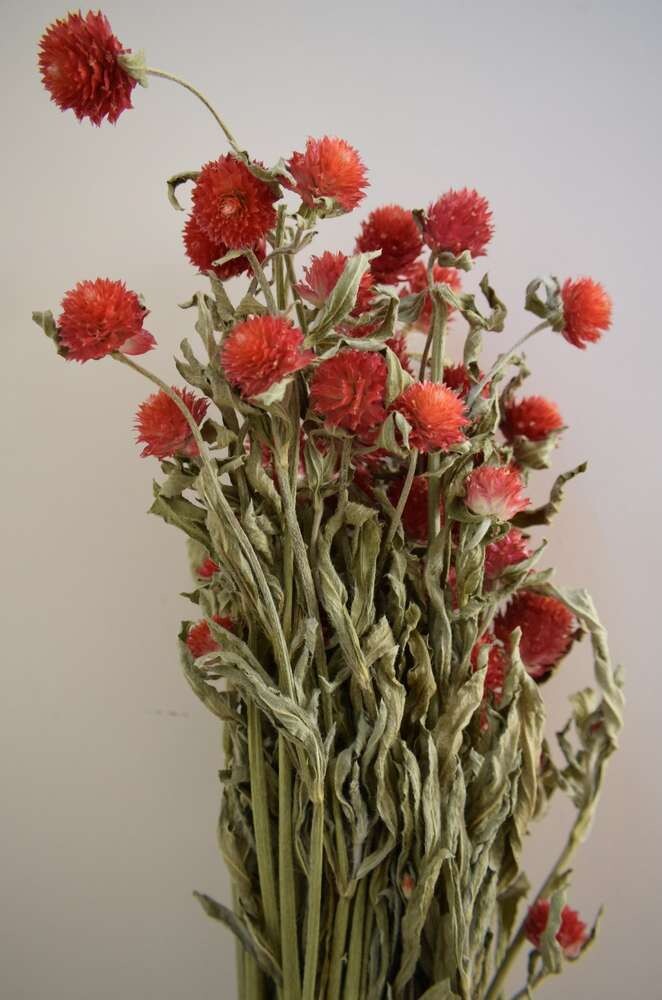 Clover flowers dried bunch red