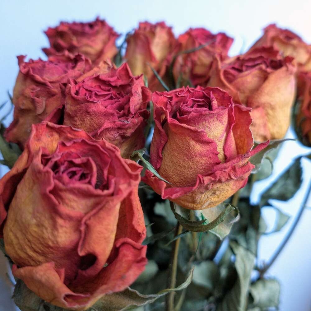 Roses dried flower bunch - Antique red bouquet