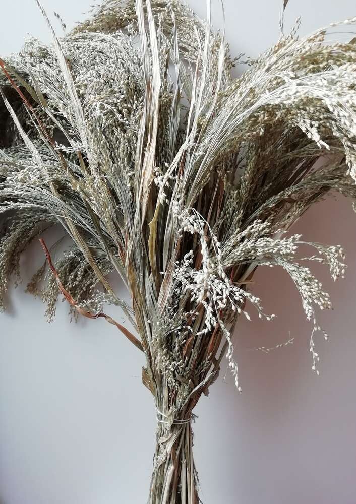 Dried Panicum grass bunch natural