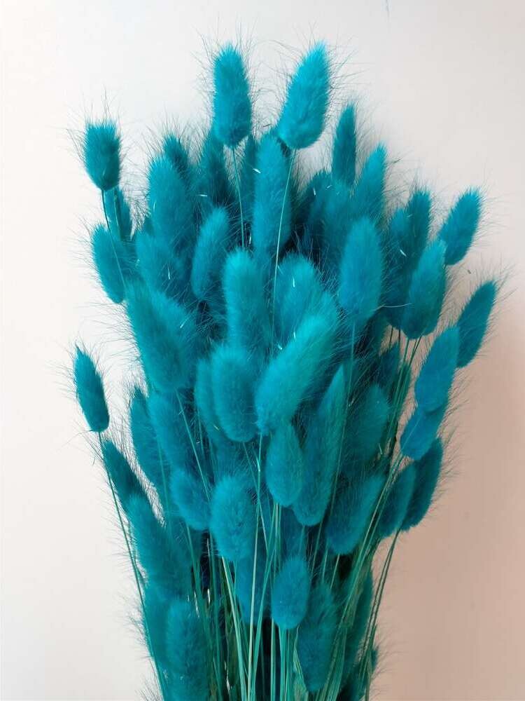 Lagurus dried grass bunch teal