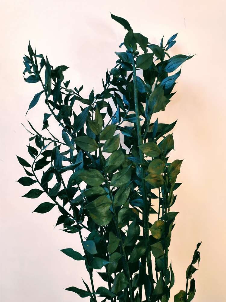 Dried foliage bunch - preserved ruscus leaves green