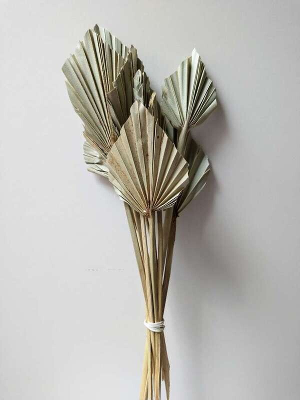 Palm spear natural small dried leaf 20 stem pack Palm Spear Natural Stems
