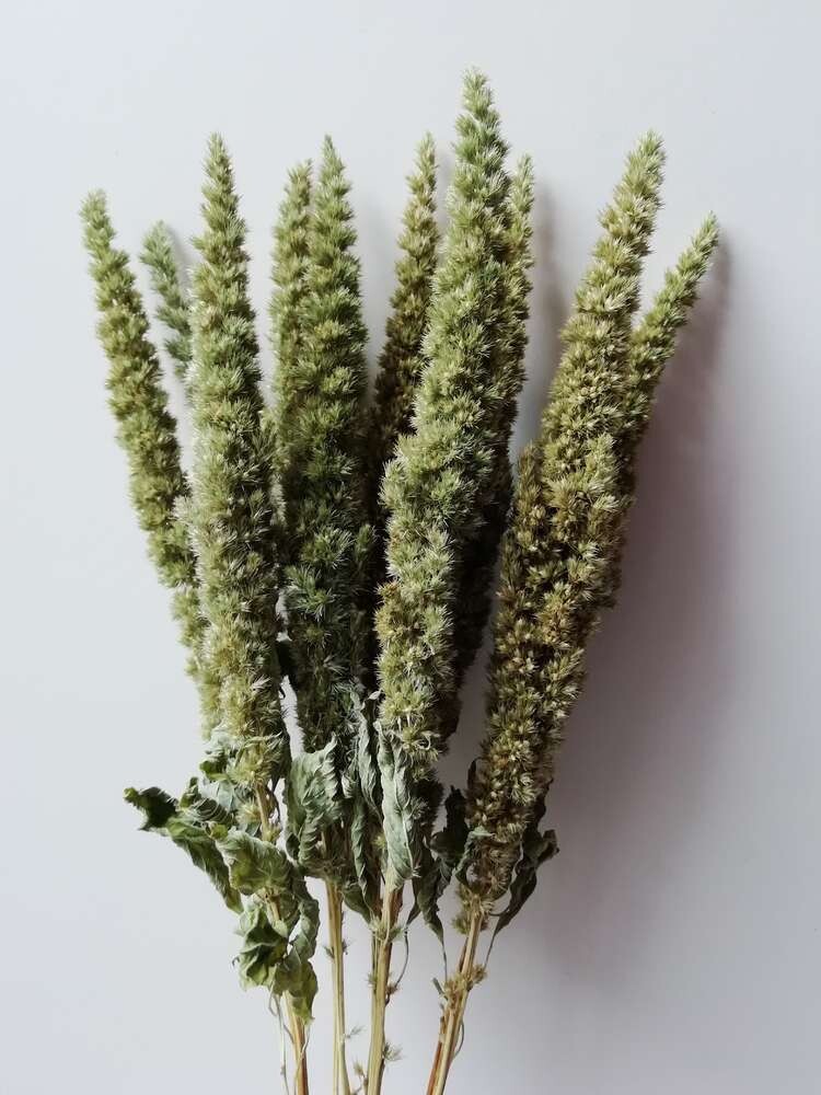 Amaranth dried flowers bunch natural green Offer