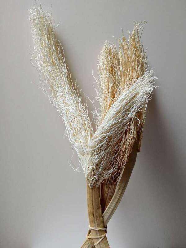Palm twizzle bleached 5 stems Sale Palm Twizzle Bleached Stems