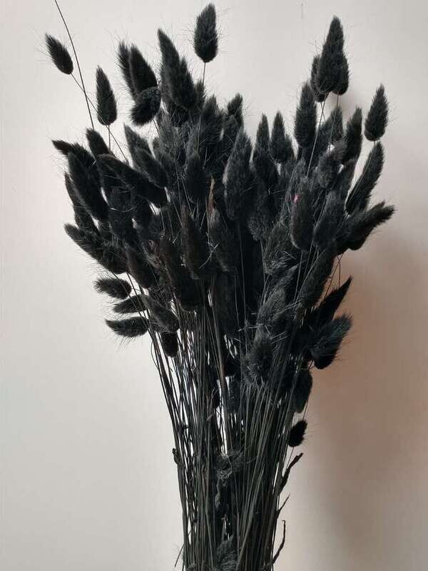 Lagurus dried grass bunch black 80 stems Sale Lagurus Dried Grass Black