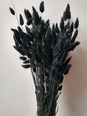 Lagurus Dried Grass Black