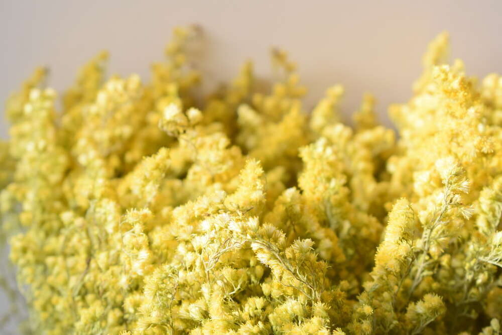 Goldenrod solidago flower stem dried
