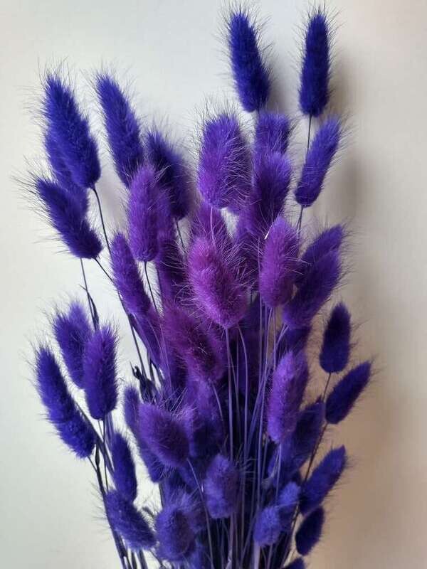 Lagurus dried grass bunch purple violet 80 stems Sale Lagurus Dried Grass Purple