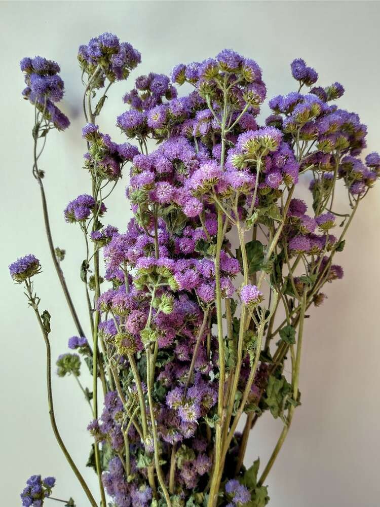 Dried Ageratum flowers purple bunch