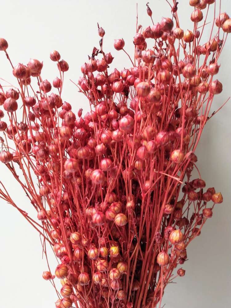 dried flax bunch red