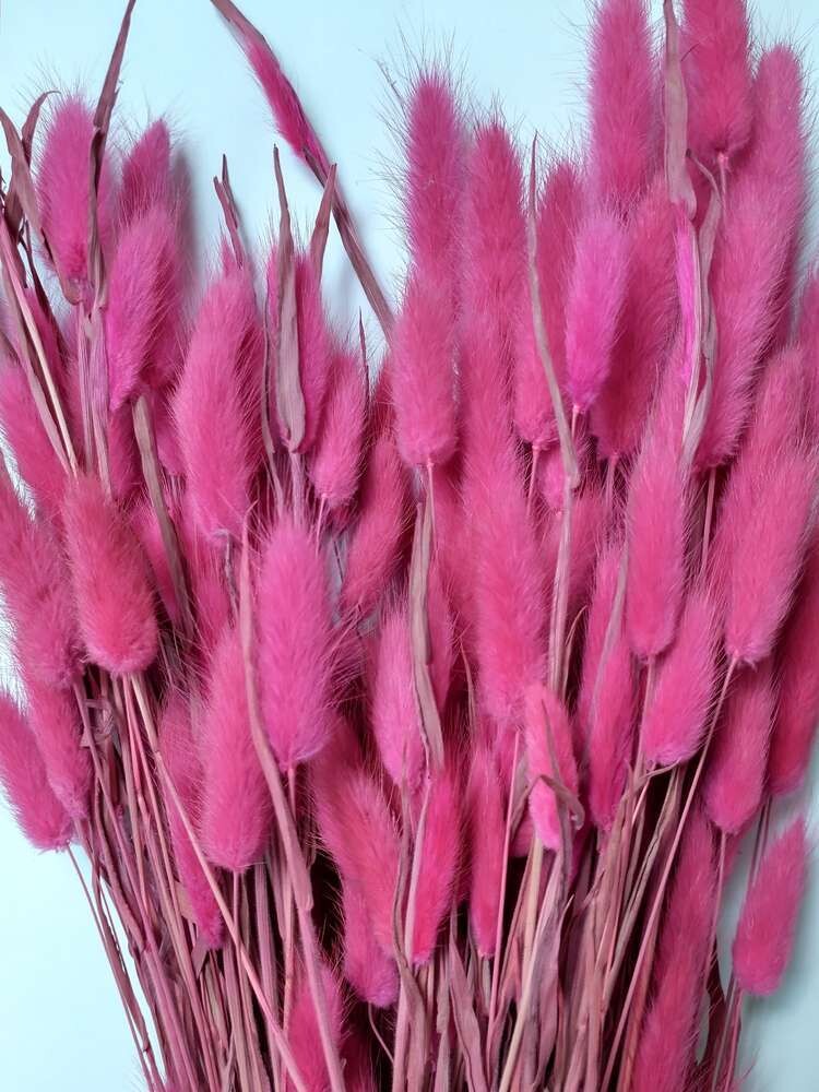 Lagurus dried grass bunch dark pink 80 stems