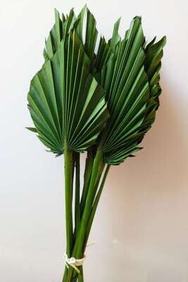 Palm spear green dried leaf 10 stems