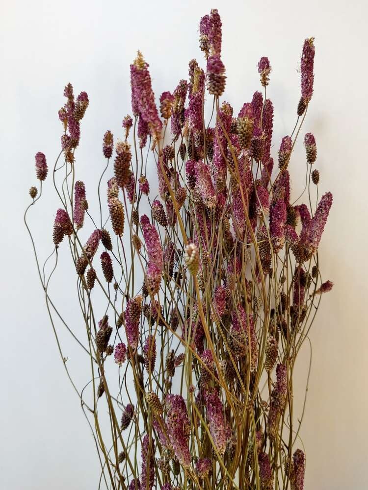 Sanguisorba dried flower bunch natural burgundy Sale