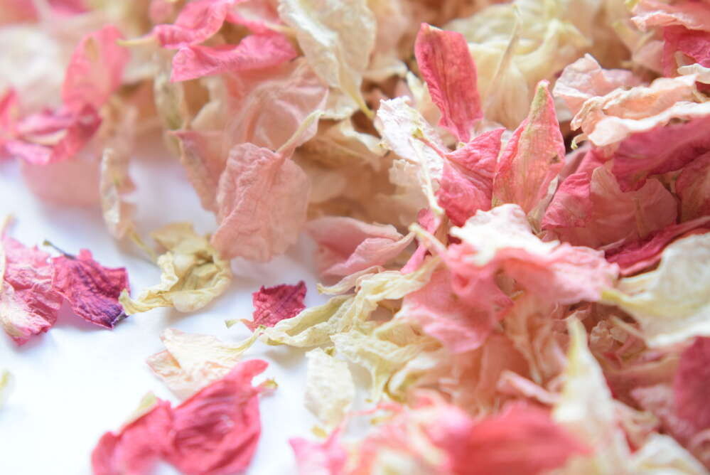 delphinium petal confetti pink mix