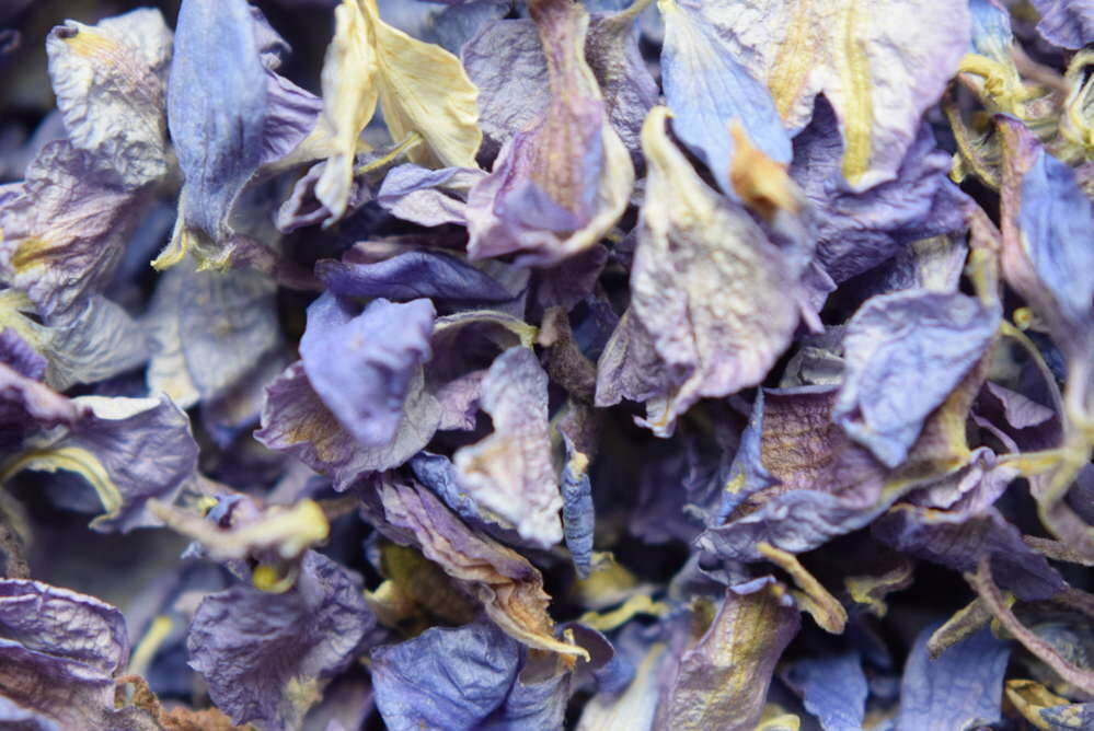Mid blue delphinium petal confetti UK
