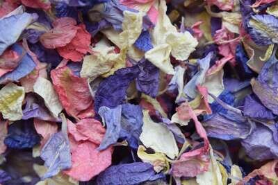 delphinium petal confetti mixed