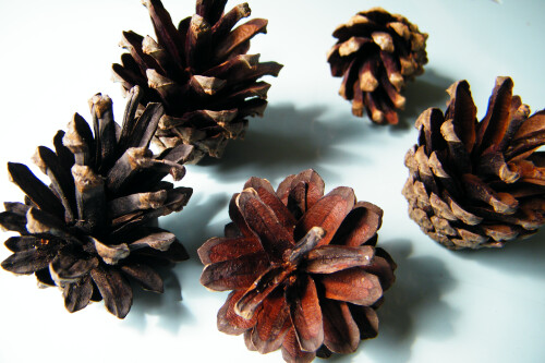 Pine cones natural - Dried flower craft