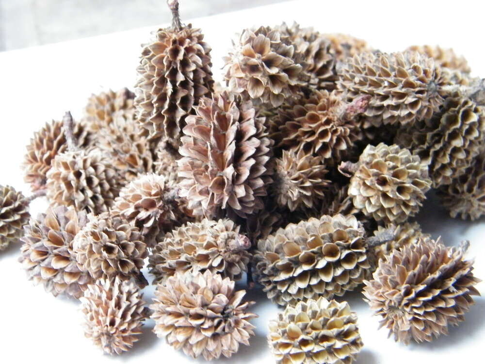 Casuarina pods, Pack Size: 100g