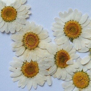 Pressed flowers Marguerite daisy pack of 7