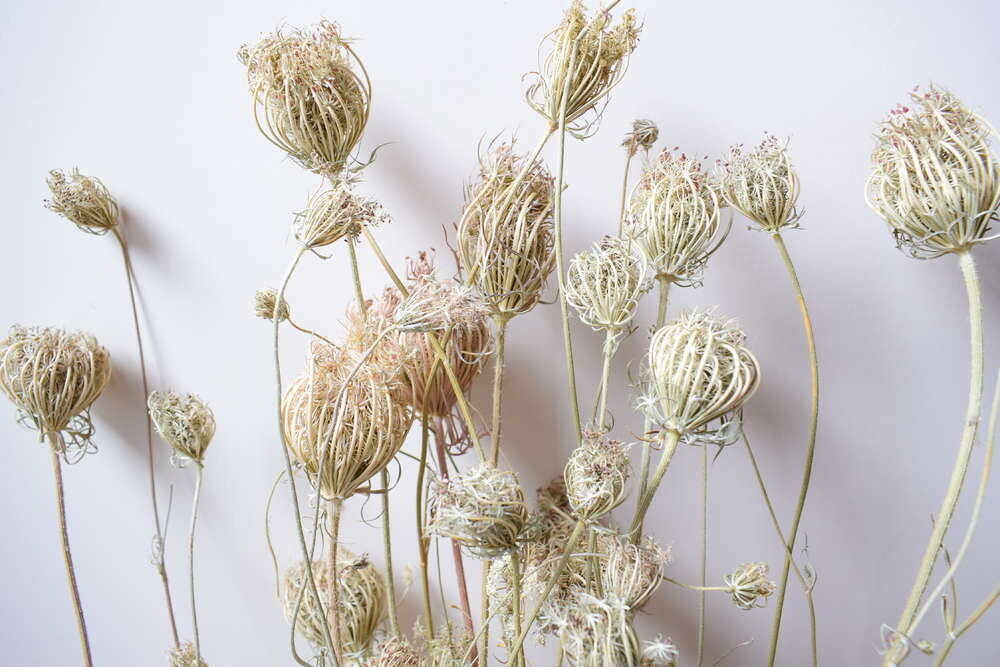 Dried carrot seed heads bunch natural wholesale 10 pack
